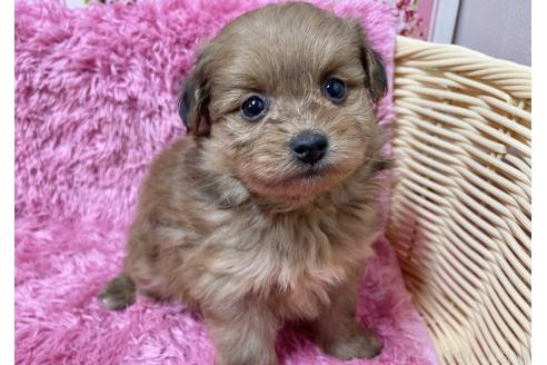 成約済の秋田県のポメプー:ポメラニアン×トイプードル-372174の5枚目