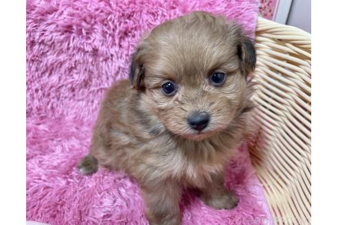 成約済の秋田県のポメプー:ポメラニアン×トイプードル-372174の4枚目