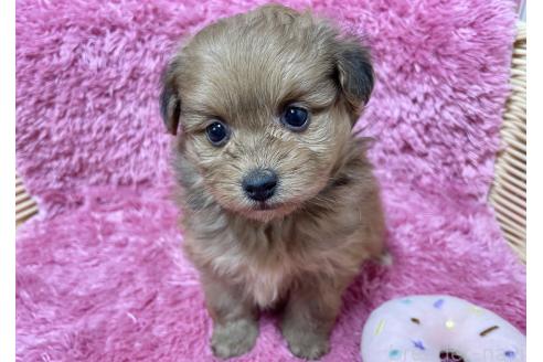 成約済の秋田県のポメプー:ポメラニアン×トイプードル-372174の3枚目