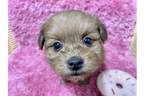 成約済の秋田県のポメプー:ポメラニアン×トイプードル-372174の2枚目
