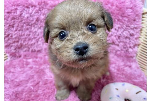 成約済の秋田県のポメプー:ポメラニアン×トイプードル-372174の1枚目