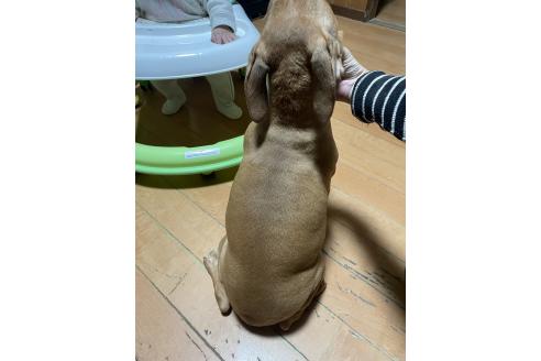 成約済の佐賀県のアメリカンピットブルテリア-354350の20枚目