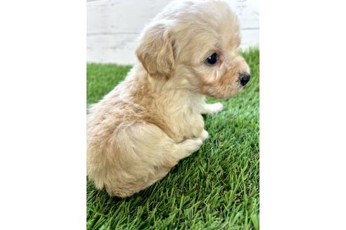 成約済の千葉県のミックス犬-372200の8枚目