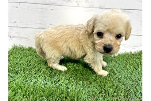 成約済の千葉県のミックス犬-372200の7枚目