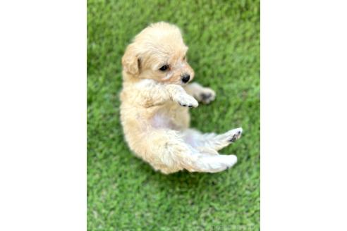 成約済の千葉県のミックス犬-372200の6枚目