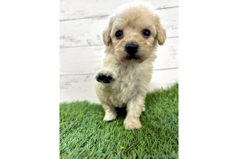 成約済の千葉県のミックス犬-372200の4枚目
