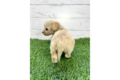 成約済の千葉県のミックス犬-372200の3枚目