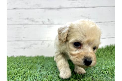 成約済の千葉県のミックス犬-372200の2枚目