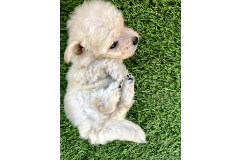 成約済の千葉県のミックス犬-372201の10枚目