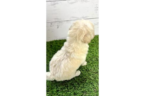 成約済の千葉県のミックス犬-372201の9枚目
