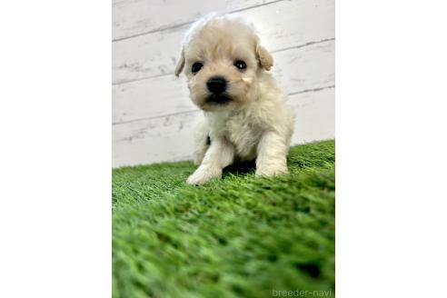 成約済の千葉県のミックス犬-372201の8枚目