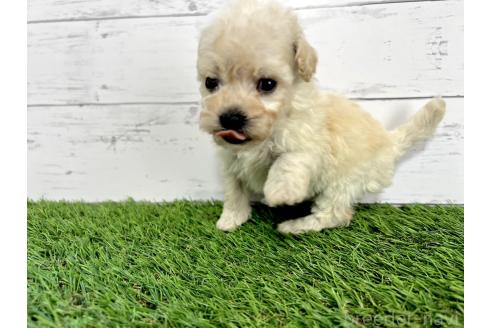 成約済の千葉県のミックス犬-372201の3枚目