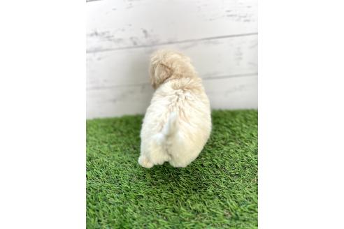 成約済の千葉県のミックス犬-372202の4枚目