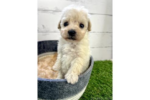 成約済の千葉県のミックス犬-372202の3枚目