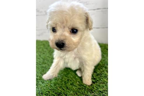 成約済の千葉県のミックス犬-372202の2枚目