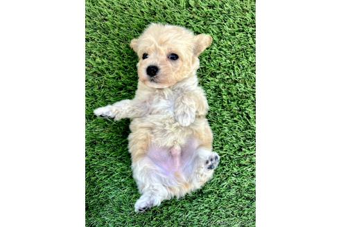 成約済の千葉県のミックス犬-372203の9枚目