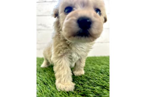 成約済の千葉県のミックス犬-372203の8枚目