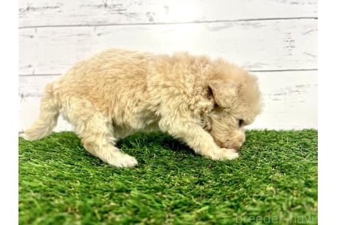 成約済の千葉県のミックス犬-372203の6枚目
