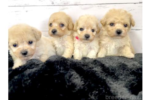 成約済の千葉県のミックス犬-372203の5枚目