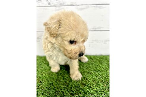 成約済の千葉県のミックス犬-372203の3枚目