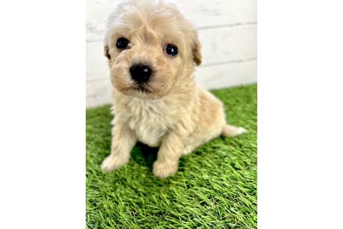成約済の千葉県のミックス犬-372203