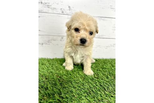 成約済の千葉県のミックス犬-372203の2枚目