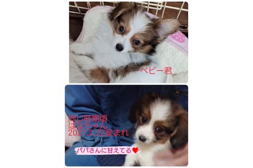 成約済の愛媛県のパピヨン-363735の10枚目