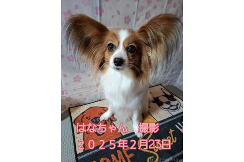 成約済の愛媛県のパピヨン-363735の9枚目