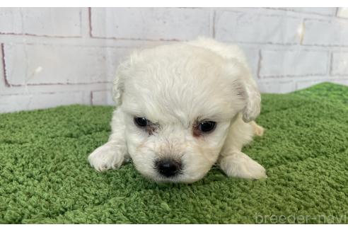 成約済の北海道のビションフリーゼ-372269の4枚目