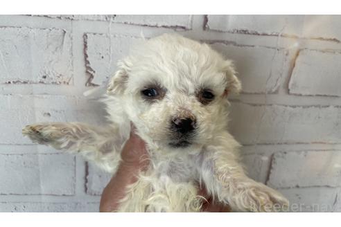 成約済の北海道のビションフリーゼ-372271の7枚目