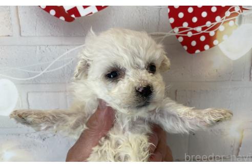 成約済の北海道のビションフリーゼ-372271の6枚目