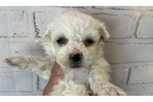 成約済の北海道のビションフリーゼ-372271の5枚目