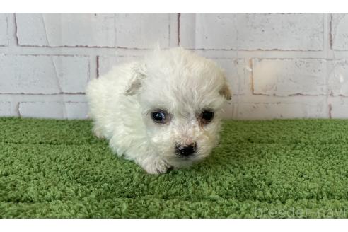 成約済の北海道のビションフリーゼ-372271の3枚目