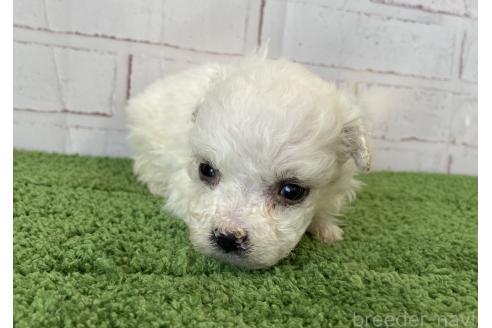 成約済の北海道のビションフリーゼ-372271の2枚目