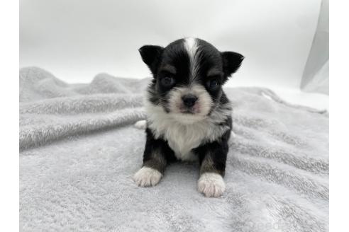 成約済の愛知県のチワワ(ロングコート)-372286の12枚目