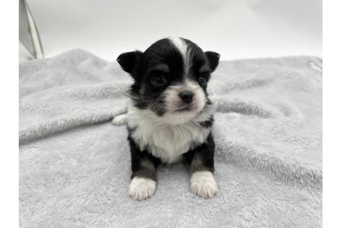 成約済の愛知県のチワワ(ロングコート)-372286の11枚目