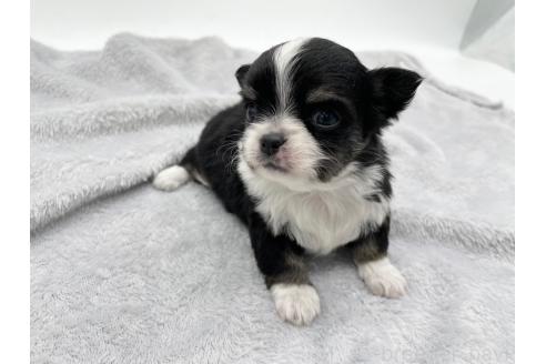 成約済の愛知県のチワワ(ロングコート)-372286の10枚目