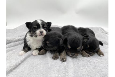 成約済の愛知県のチワワ(ロングコート)-372286の9枚目