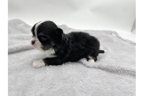 成約済の愛知県のチワワ(ロングコート)-372286の8枚目