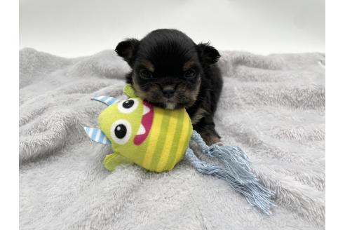 成約済の愛知県のチワワ(ロングコート)-372297の10枚目