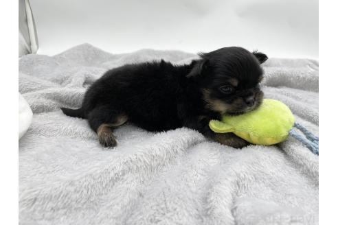 成約済の愛知県のチワワ(ロングコート)-372297の9枚目