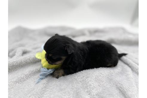 成約済の愛知県のチワワ(ロングコート)-372297の8枚目