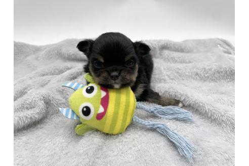 成約済の愛知県のチワワ(ロングコート)-372297の7枚目