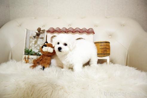 成約済の佐賀県のビションフリーゼ-366353の3枚目