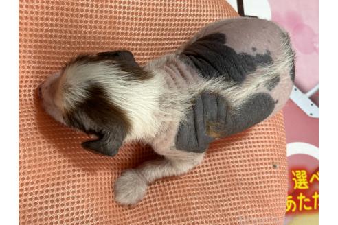 成約済の千葉県のチャイニーズクレステッドドッグ-369808の11枚目