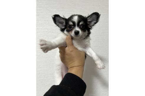 成約済の静岡県のチワワ(ロングコート)-371503の3枚目