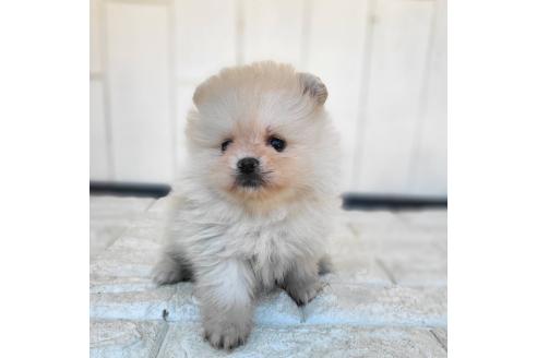 成約済の茨城県のポメラニアン-372330の11枚目