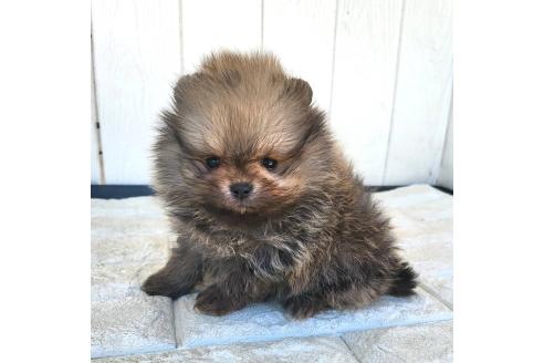 成約済の茨城県のポメラニアン-372331の11枚目