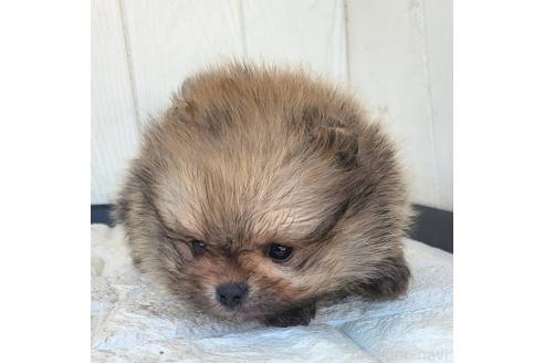 成約済の茨城県のポメラニアン-372331の8枚目