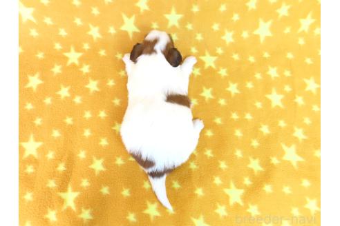 成約済の千葉県のパピヨン-370443の10枚目